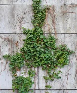 Edera variegata