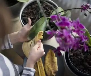 nettoyer les feuilles d'orchidées avec la peau de banane