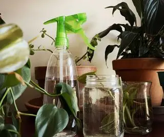 plantes d'intérieur et monsieur