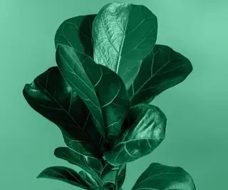 feuille de violon feuilles de figuier