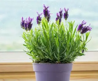 Lavanda en una olla morada