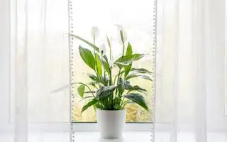 Paz Lily