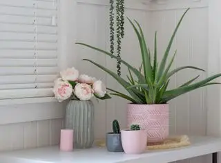 planta de jade en una maceta blanca