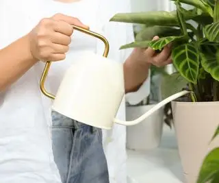 Mulher regando planta calathea com lata de creme