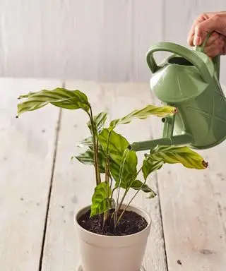 Regando uma calathea com regador de sálvia