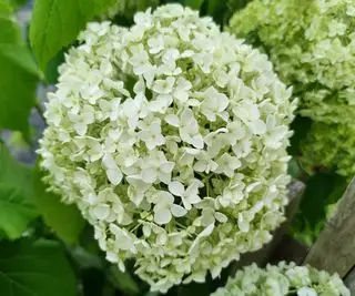 Cabeza de flor blanca de una hortensia Annabelle