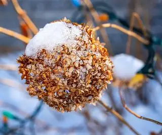 Hortensia Annabelle en invierno.