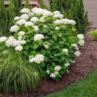 Arbusto de hortensias Annabelle