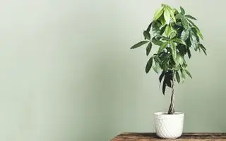 Albero dei soldi in una stanza dipinta di verde