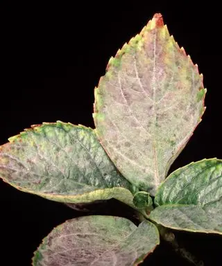 Hoja de hortensia con enfermedad fúngica del mildiú polvoriento.