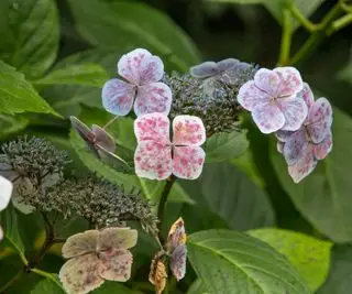 Hortensia con manchas foliares.