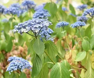 Hortensia con hojas caídas.