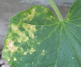 Virus del mosaico en una hoja de calabacín