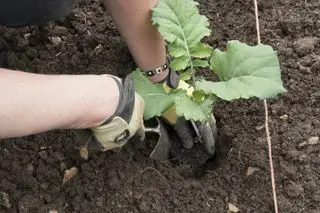 ブロッコリーを植える