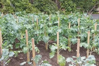 野菜畑でブロッコリーを育てる方法