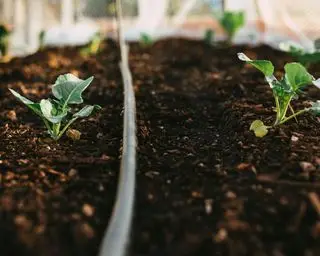 菜園の自然の灌漑ブロッコリー植物