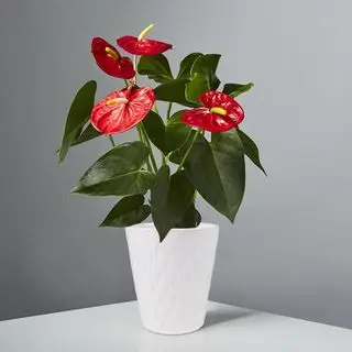Plants.com 안스리움