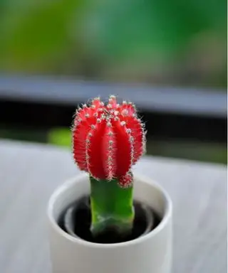붉은 달 선인장