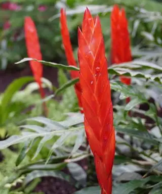 RHS Garden Wisley의 레드 브로멜리아드