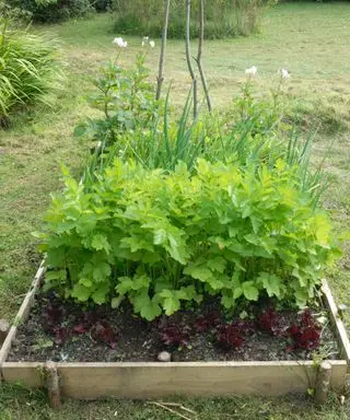 panais poussant dans un lit surélevé de légumes mélangés