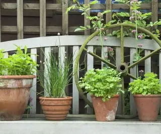 faire pousser des herbes dans des pots pour décorer l'ombre partielle du jardin