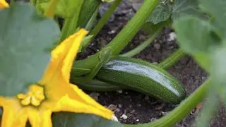 Zucchini wächst auf einer Pflanze