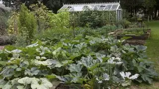 Wie man Zucchini im Hochbeet anbaut