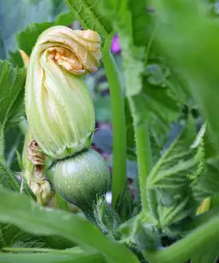 Zucchini-Früchte wachsen mit Blüten an der Spitze