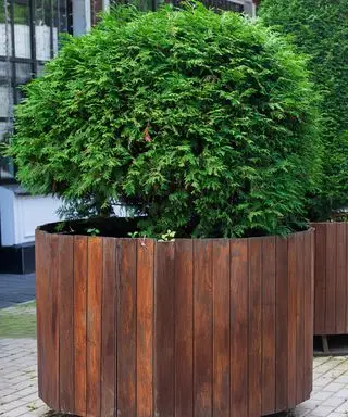 thuja (bartrær) i beholder