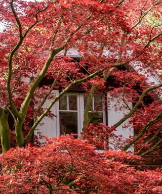 Maple palmate