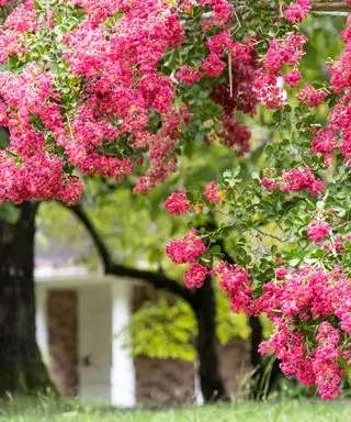 rosa myrttre i blomst