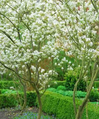 Amelanchier lamarckii tre