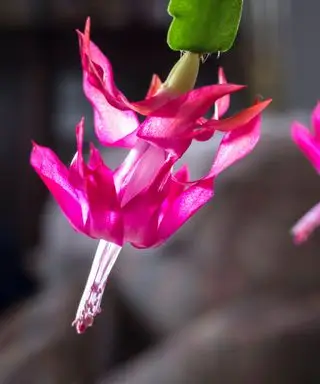 ピンクの花を持つクリスマスサボテン