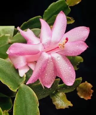 ピンクの花を持つクリスマスサボテン
