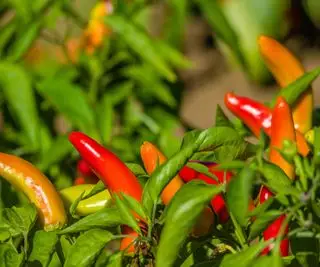 Banánová paprika