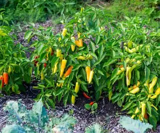 Banánová paprika