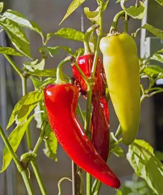 Banánová paprika
