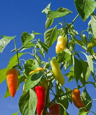 Banánová paprika