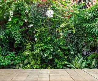 庭の植物をスクリーニングする
