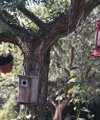 Cosa non dare da mangiare agli uccelli selvatici: errori esperti nell'alimentazione degli uccelli, uccello marrone in un giardino