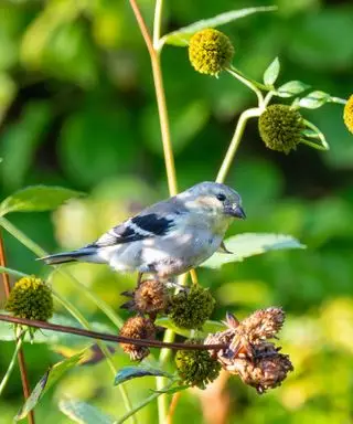 Cosa non dare da mangiare agli uccelli selvatici: errori esperti nell'alimentazione degli uccelli, uccello blu in un giardino