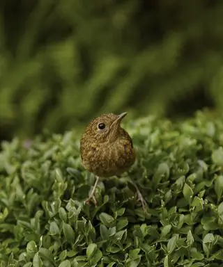 Cosa non dare da mangiare agli uccelli selvatici: errori esperti nell'alimentazione degli uccelli, uccello marrone in un giardino