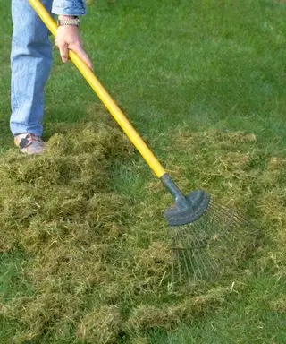 rastrillar musgo de un césped