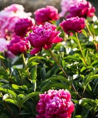 peonie rosa scuro
