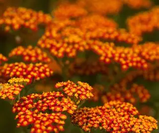 Achillea, rossa e gialla