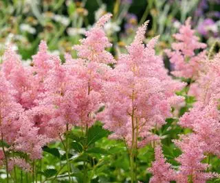 Astilbe rosa