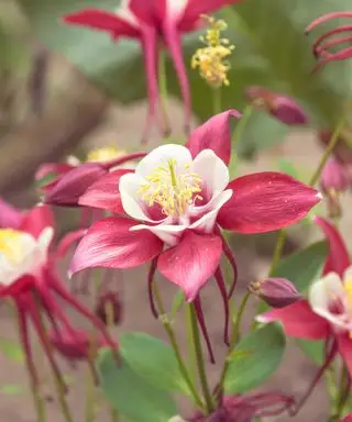 aquilegia rosa e bianca