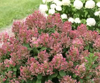 ortensia Little Quick Fire fioritura in estate