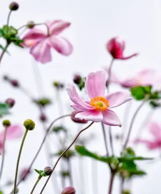 Fiori rosa dell'anemone giapponese
