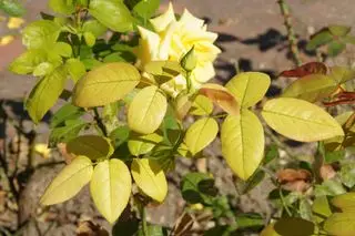 萎黄病を患った黄色のハイブリッドバラ – 葉が黄色に変わる